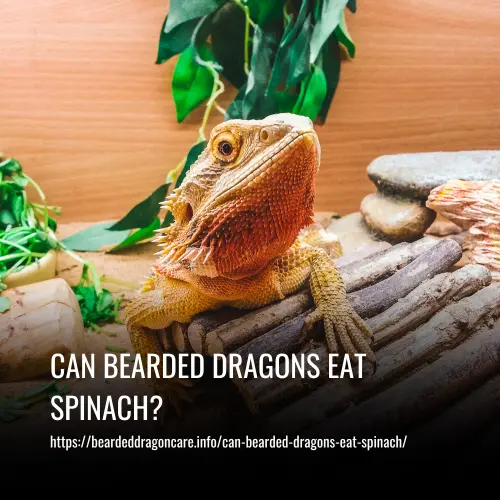Read more about the article Can Bearded Dragons Eat Spinach? A Comprehensive Guide