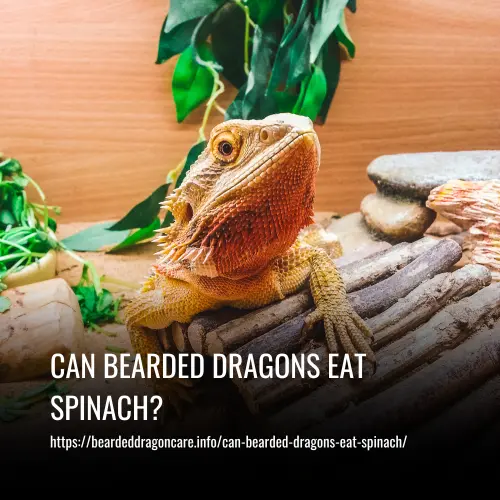 Can Bearded Dragons Eat Spinach