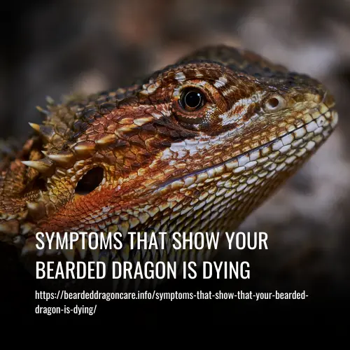 symptoms that show that your bearded dragon is dying