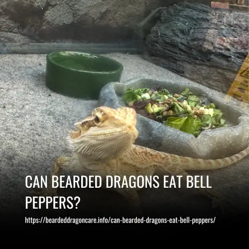 Read more about the article Can Bearded Dragons Eat Bell Peppers?