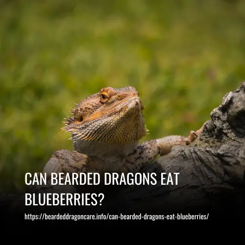 Read more about the article Can Bearded Dragons Eat Blueberries?