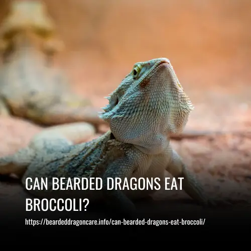 Read more about the article Can Bearded Dragons Eat Broccoli?