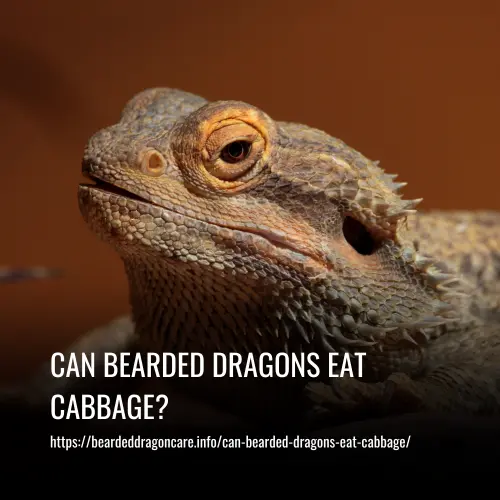 Read more about the article Can Bearded Dragons Eat Cabbage?