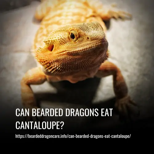 Can Bearded Dragons Eat Cantaloupe