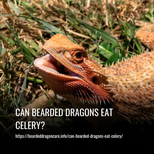 Read more about the article Can Bearded Dragons Eat Celery?