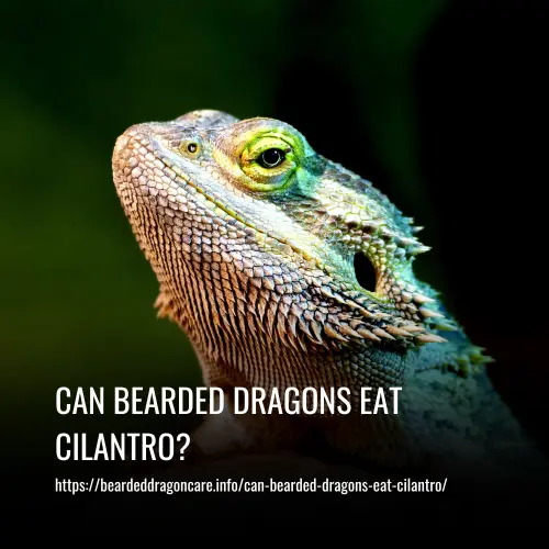 Read more about the article Can Bearded Dragons Eat Cilantro?