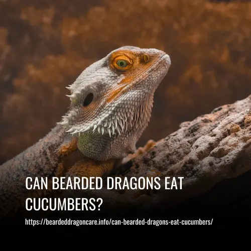 Read more about the article Can Bearded Dragons Eat Cucumbers? A Complete Guide