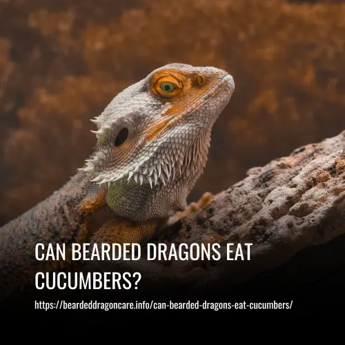 Can Bearded Dragons Eat Cucumbers