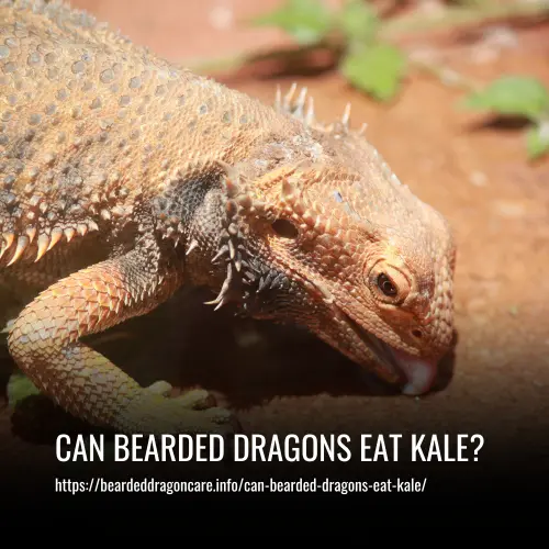Read more about the article Can Bearded Dragons Eat Kale?