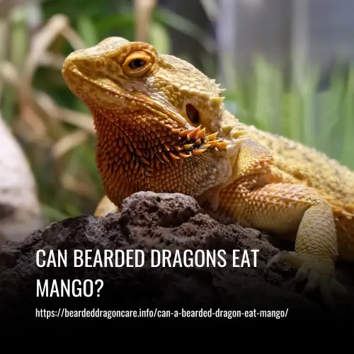 Read more about the article Can Bearded Dragons Eat Mango?