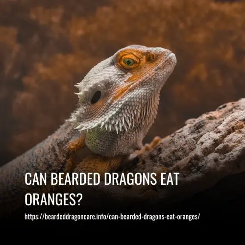 Can Bearded Dragons Eat Oranges