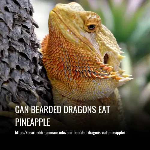 Can Bearded Dragons Eat Pineapple