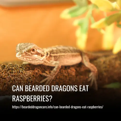 Read more about the article Can Bearded Dragons Eat Raspberries?