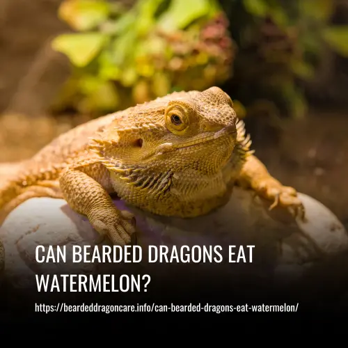 Read more about the article Can Bearded Dragons Eat Watermelon? A Complete Guide