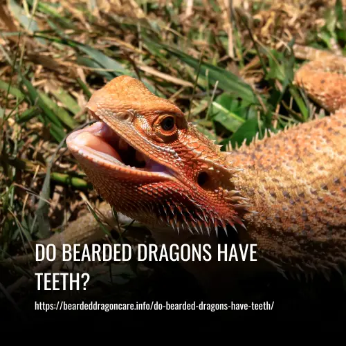 Read more about the article Do Bearded Dragons Have Teeth?