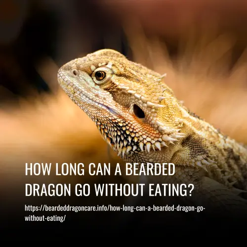 Read more about the article How Long Can a Bearded Dragon Go Without Eating?