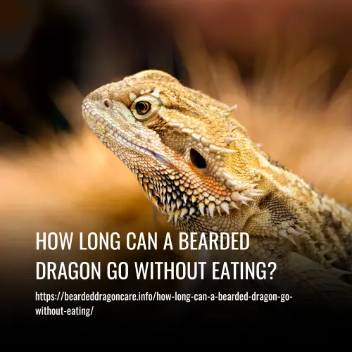 How Long Can a Bearded Dragon Go Without Eating