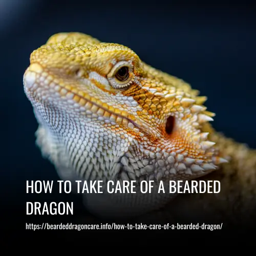 Read more about the article How to Take Care of a Bearded Dragon