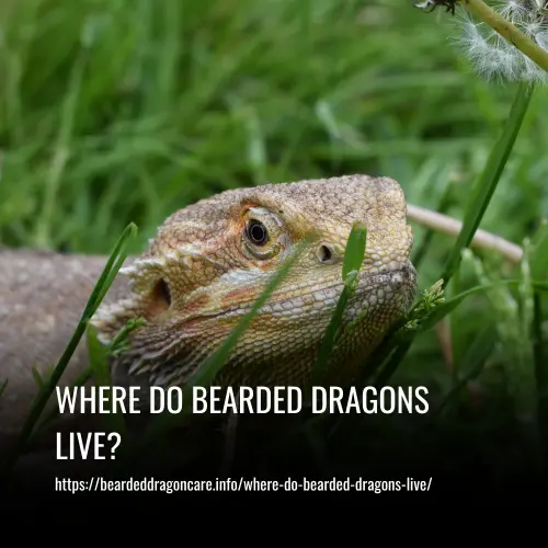 Read more about the article Where Do Bearded Dragons Live?