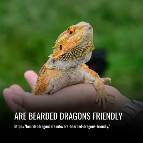 Are Bearded Dragons Friendly