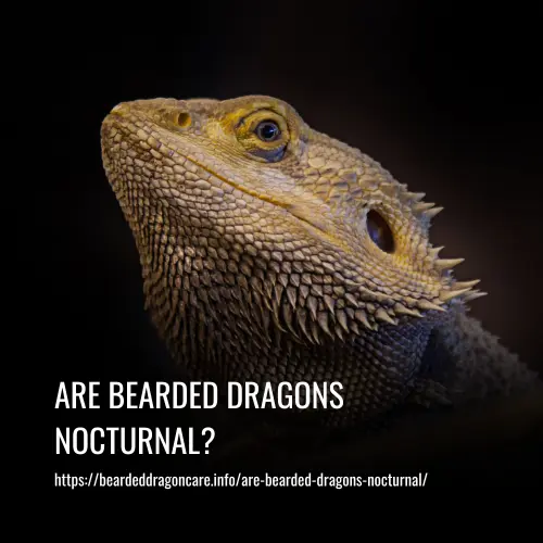 Read more about the article Are Bearded Dragons Nocturnal?