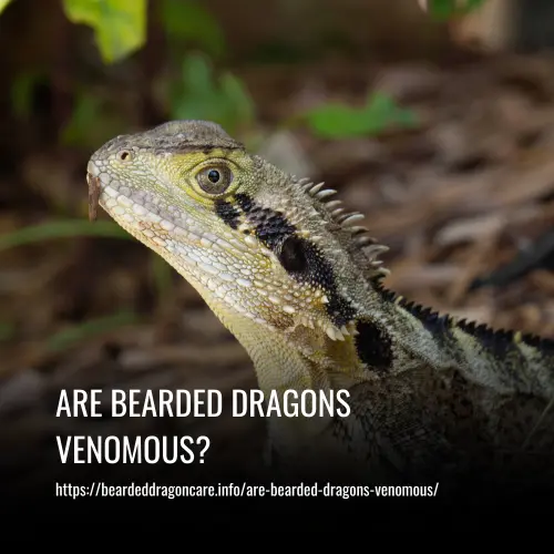 Read more about the article Are Bearded Dragons Venomous?