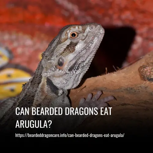 Read more about the article Can Bearded Dragons Eat Arugula?