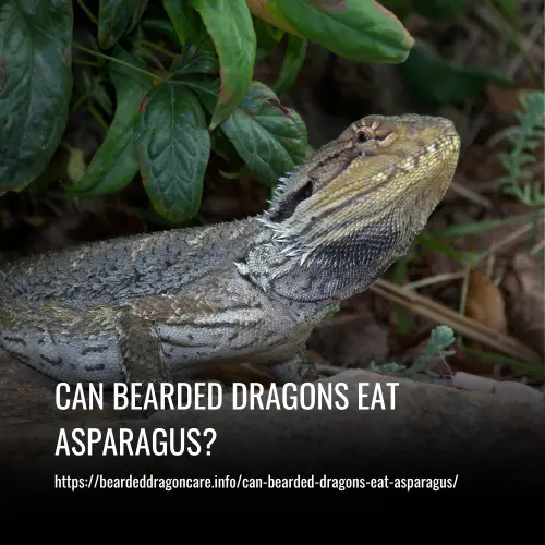Read more about the article Can Bearded Dragons Eat Asparagus?
