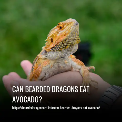 Read more about the article Can Bearded Dragons Eat Avocado?