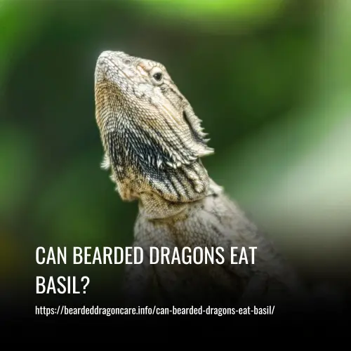 Read more about the article Can Bearded Dragons Eat Basil?