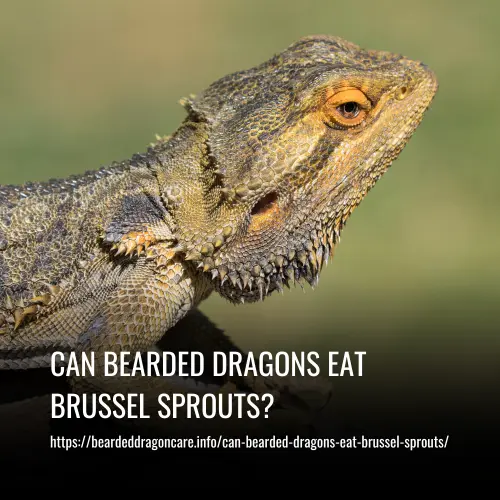 Read more about the article Can Bearded Dragons Eat Brussel Sprouts?
