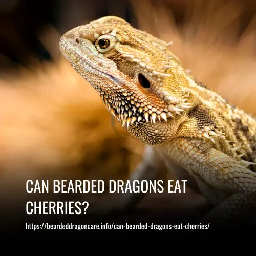 Read more about the article Can Bearded Dragons Eat Cherries?
