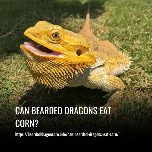 Can Bearded Dragons Eat Corn