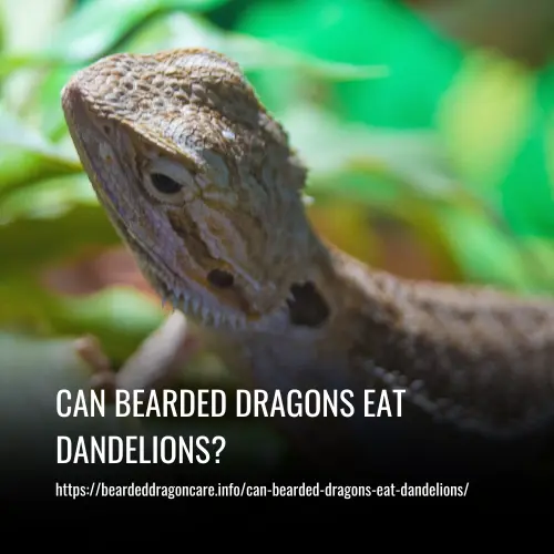 Read more about the article Can Bearded Dragons Eat Dandelions?