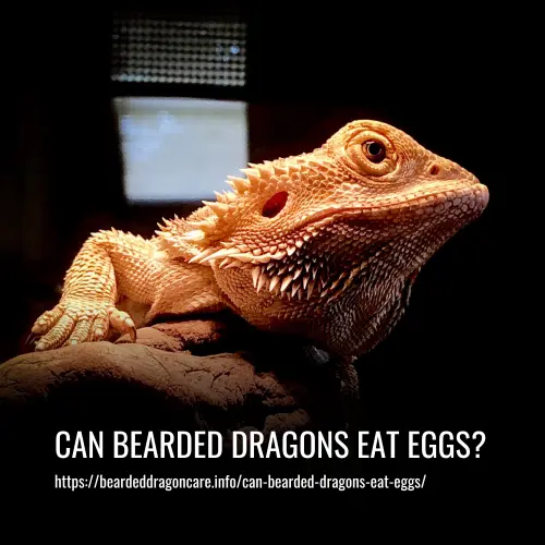 Can Bearded Dragons Eat Eggs