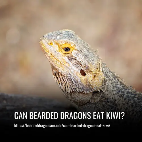 Read more about the article Can Bearded Dragons Eat Kiwi?