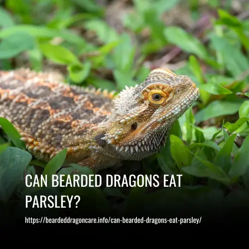 Read more about the article Can Bearded Dragons Eat Parsley?