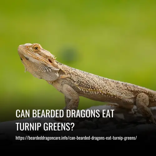 Can Bearded Dragons Eat Turnip Greens