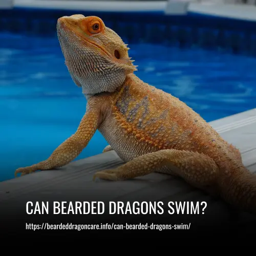 Read more about the article Can Bearded Dragons Swim?